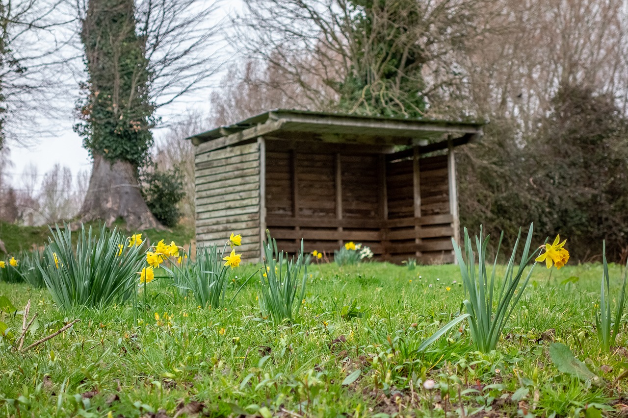 daffodil  spring  park free photo