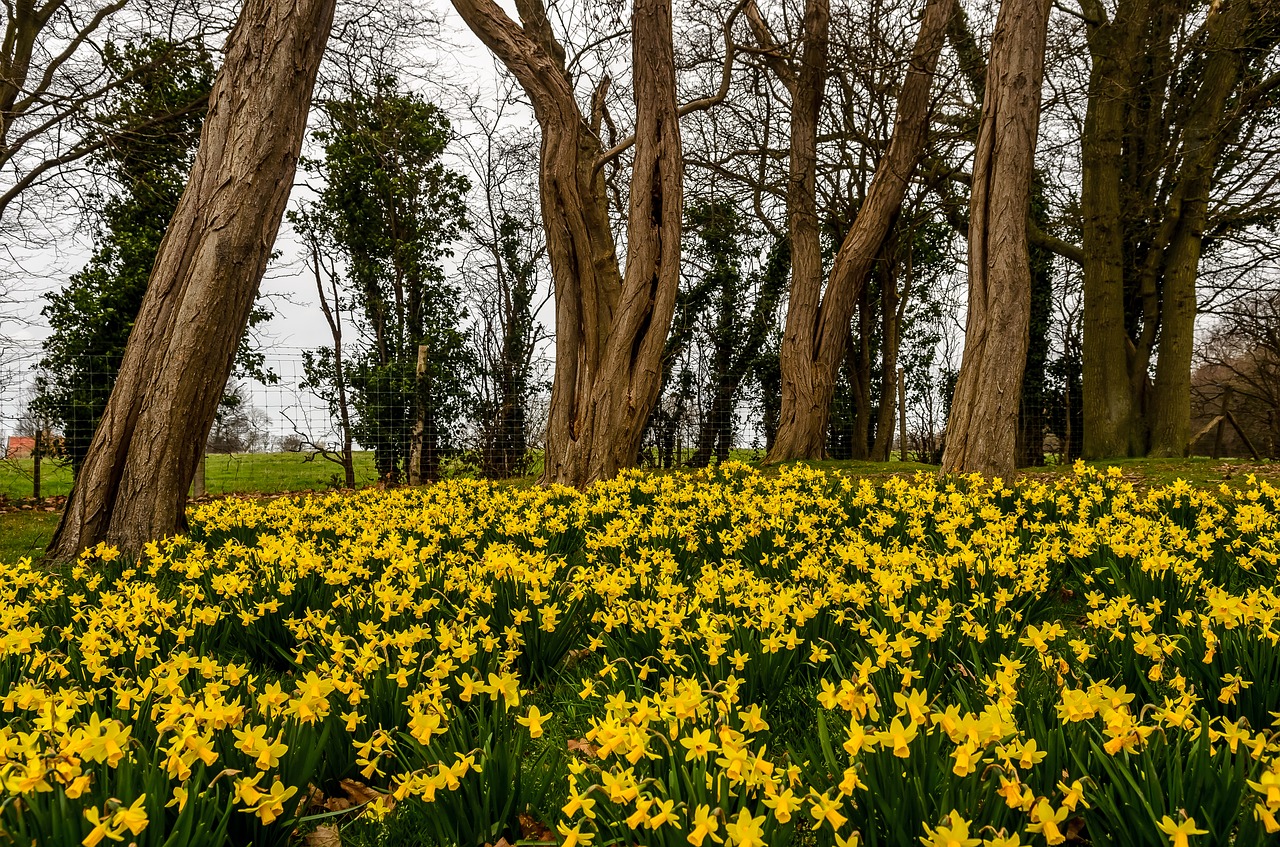 daffodil  spring  park free photo