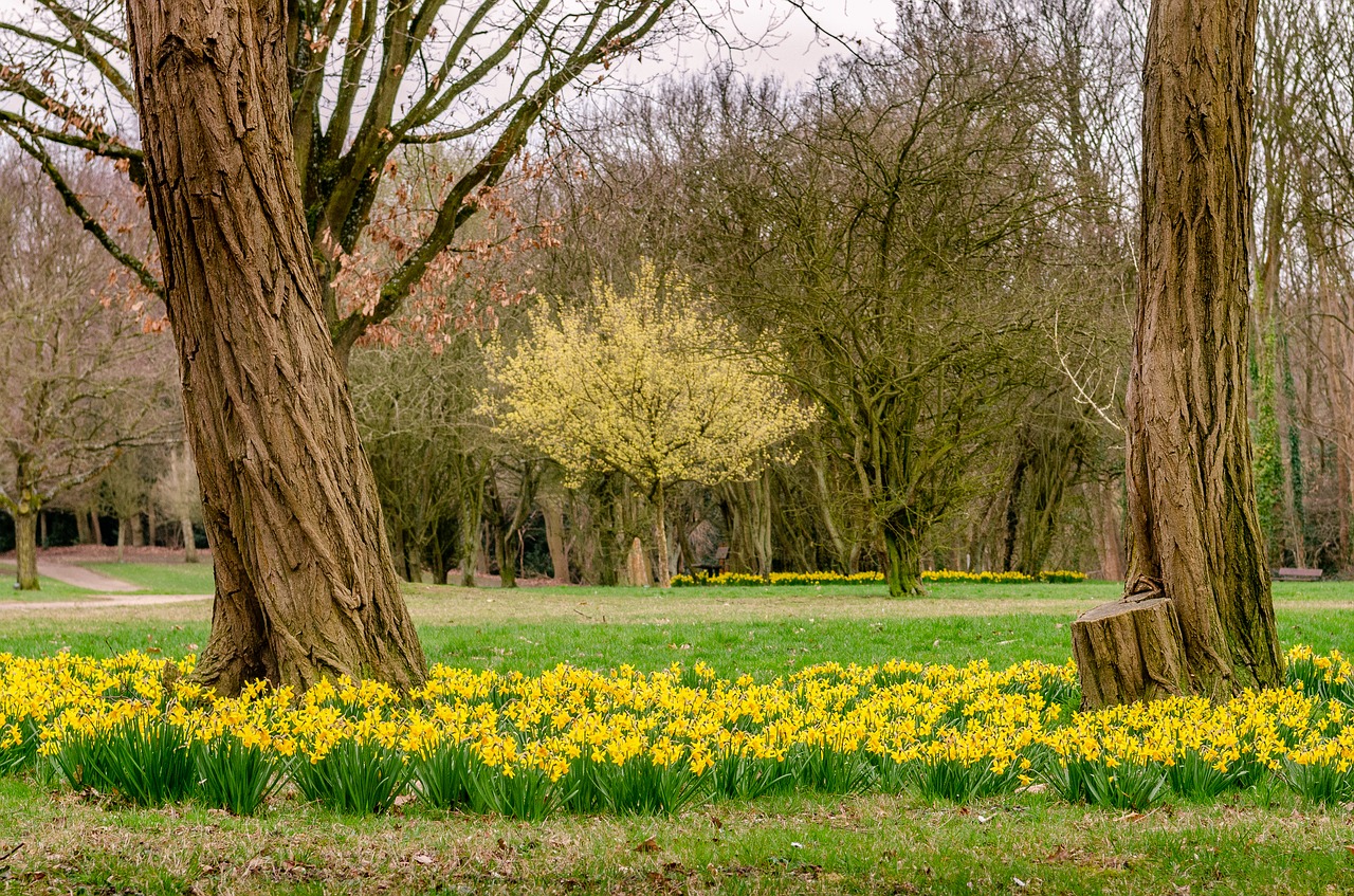 daffodil  spring  park free photo