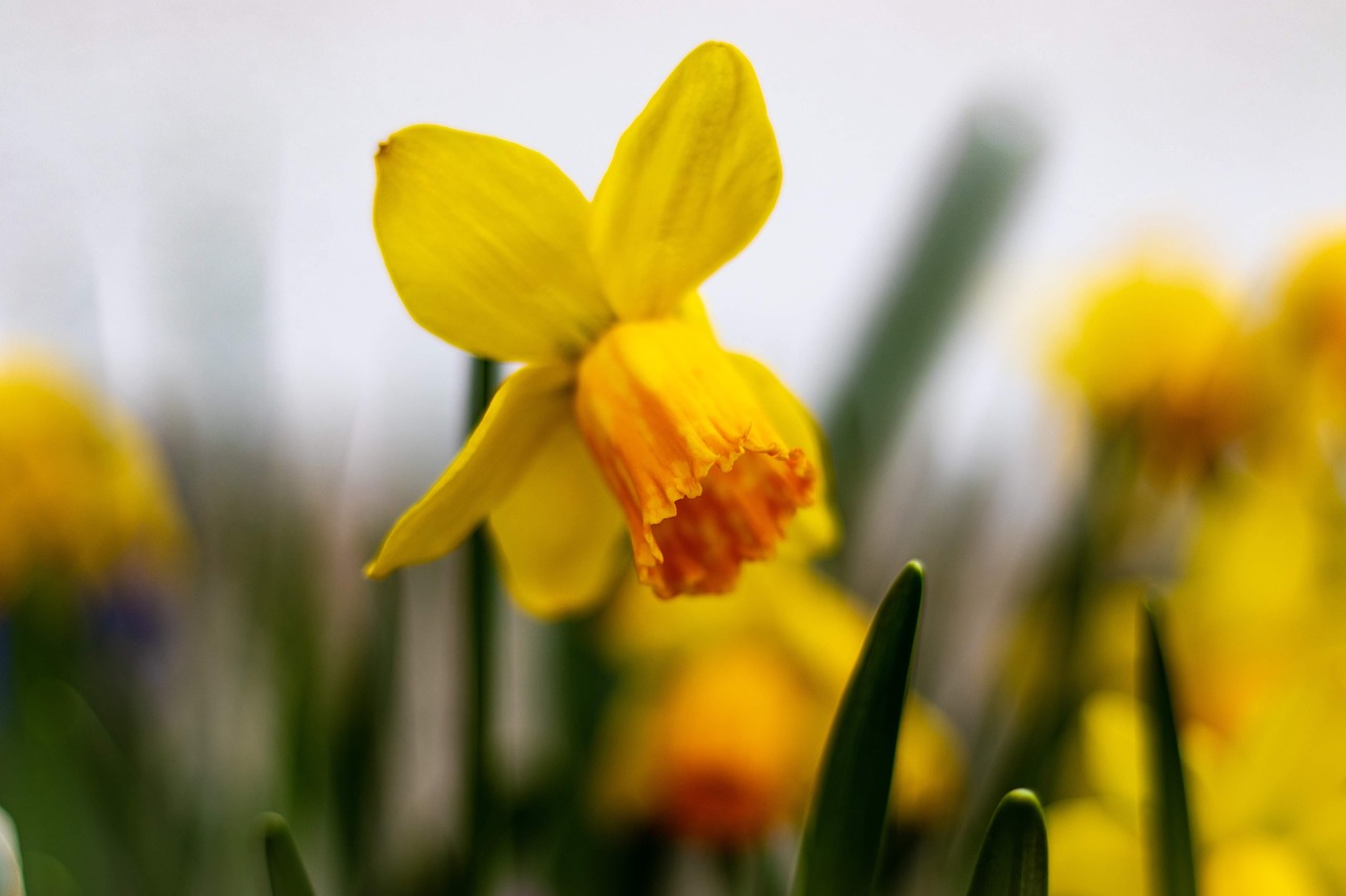 daffodil  yellow  spring free photo