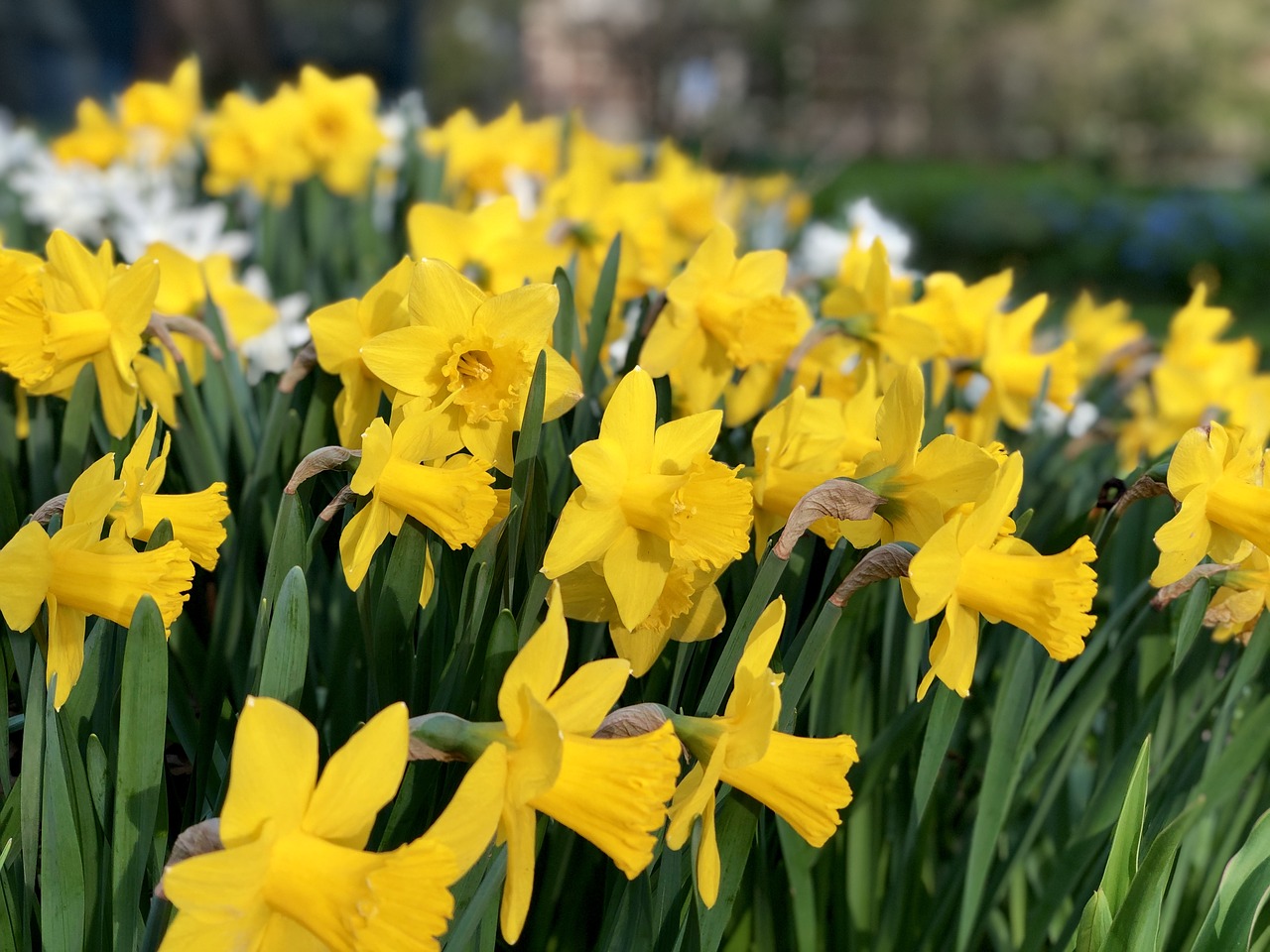 daffodil  flower  spring free photo