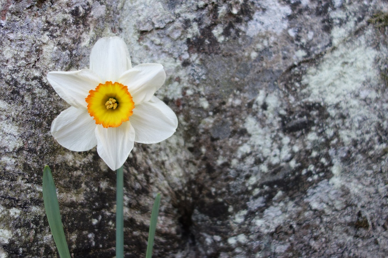 daffodil flower blossom free photo