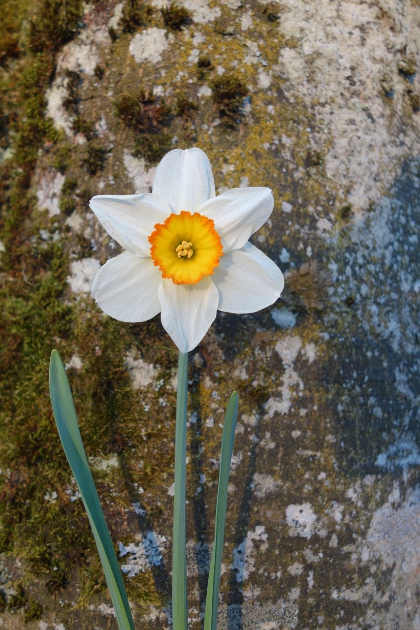 daffodil flower blossom free photo