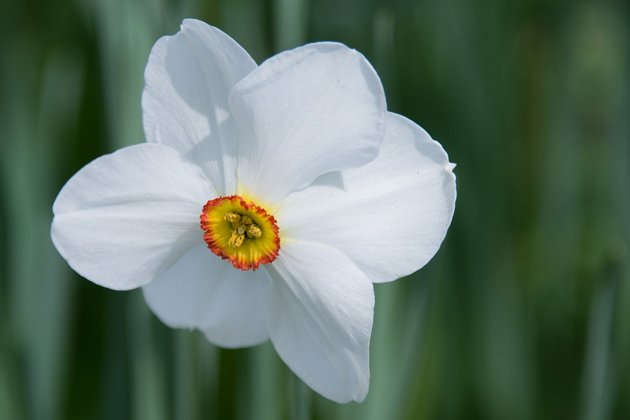 daffodil flower blossom free photo