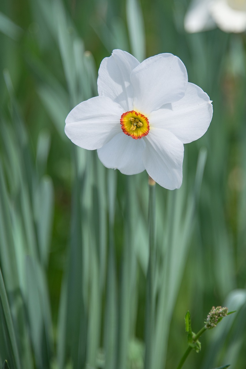 daffodil flower blossom free photo