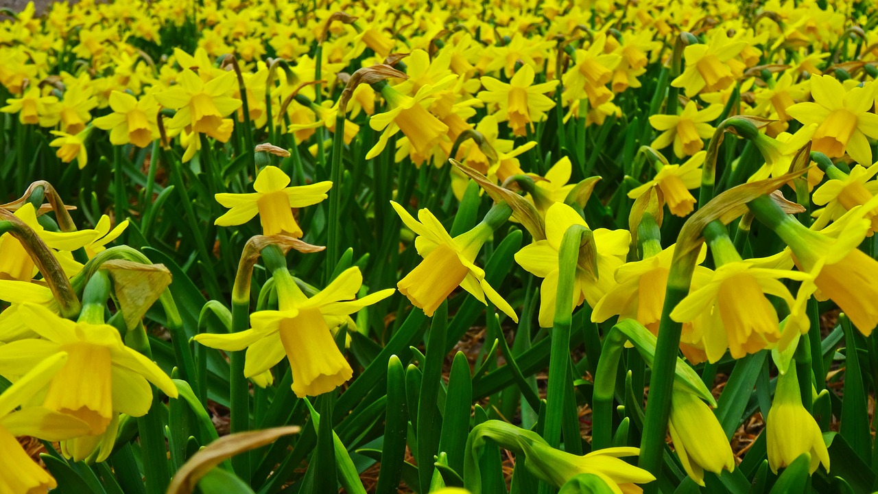 daffodil narcissus field free photo