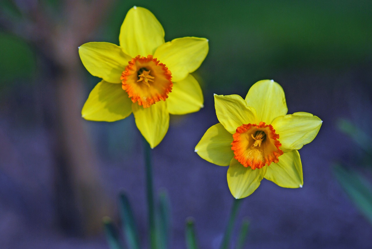 daffodil flower blossom free photo