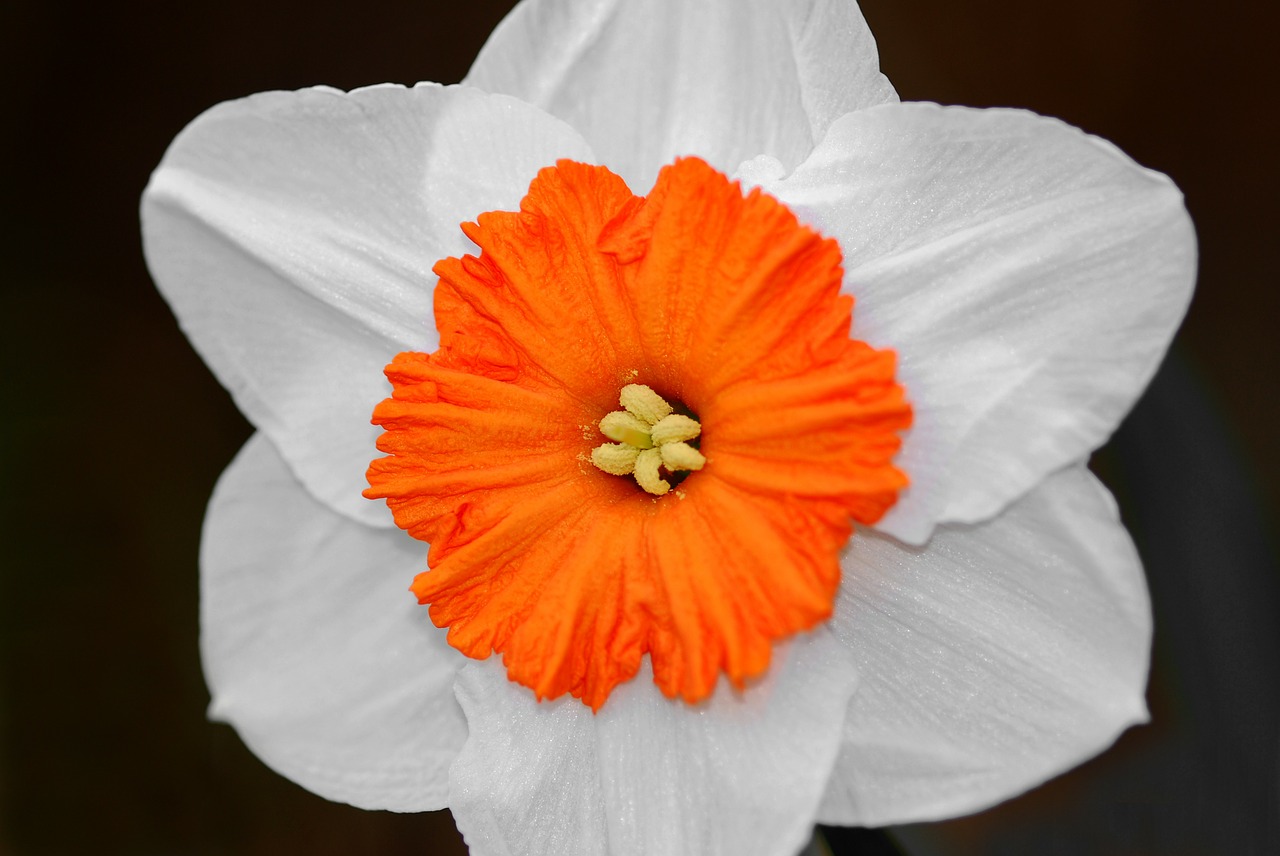 daffodil bicolor flower free photo