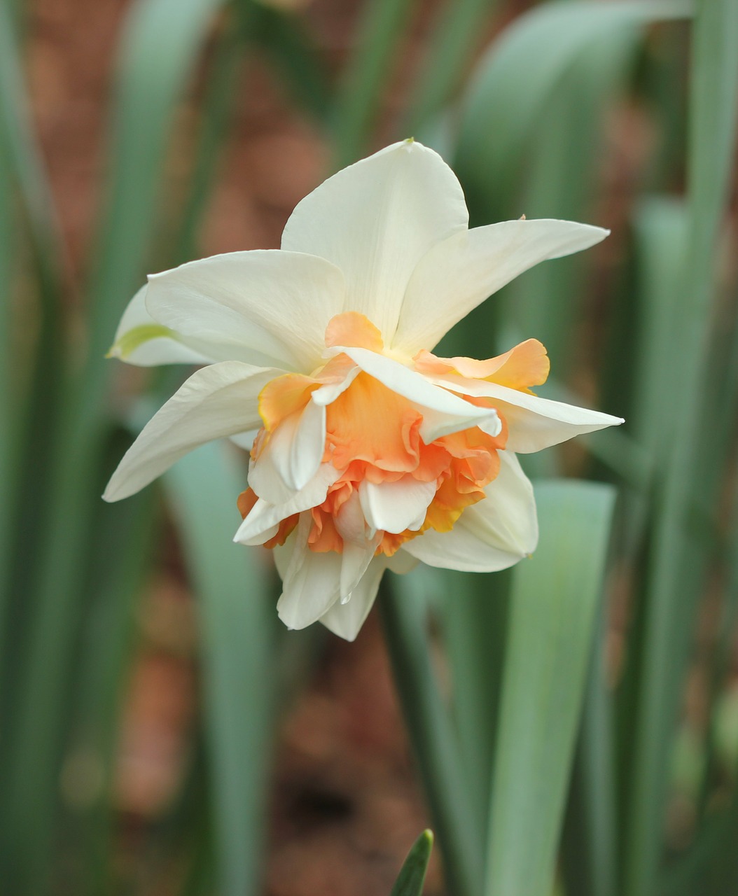 daffodil bicolor narcissus free photo
