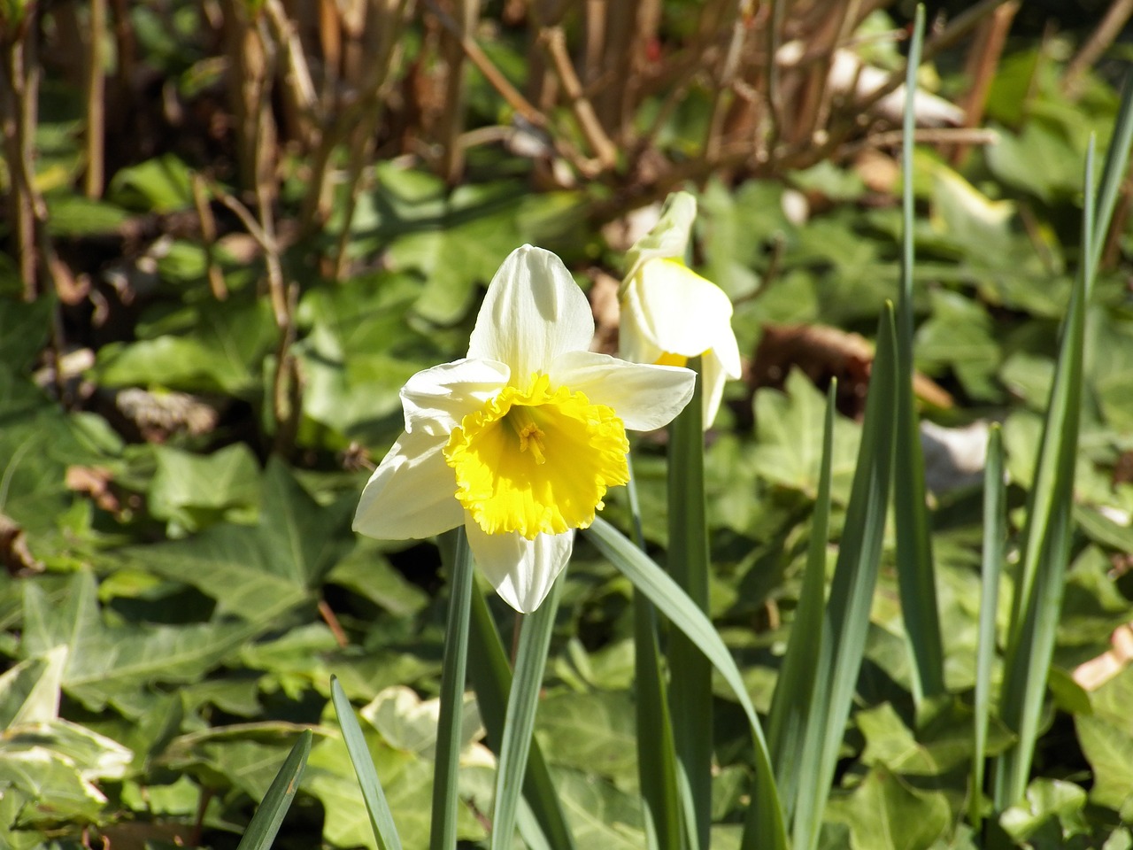 daffodil narcissus spring free photo