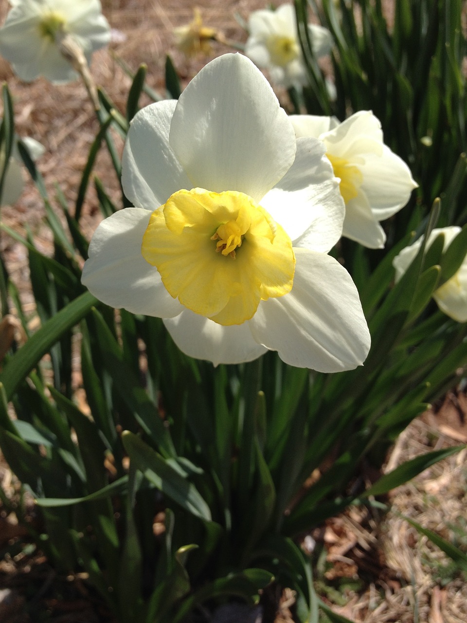 daffodil flower spring free photo