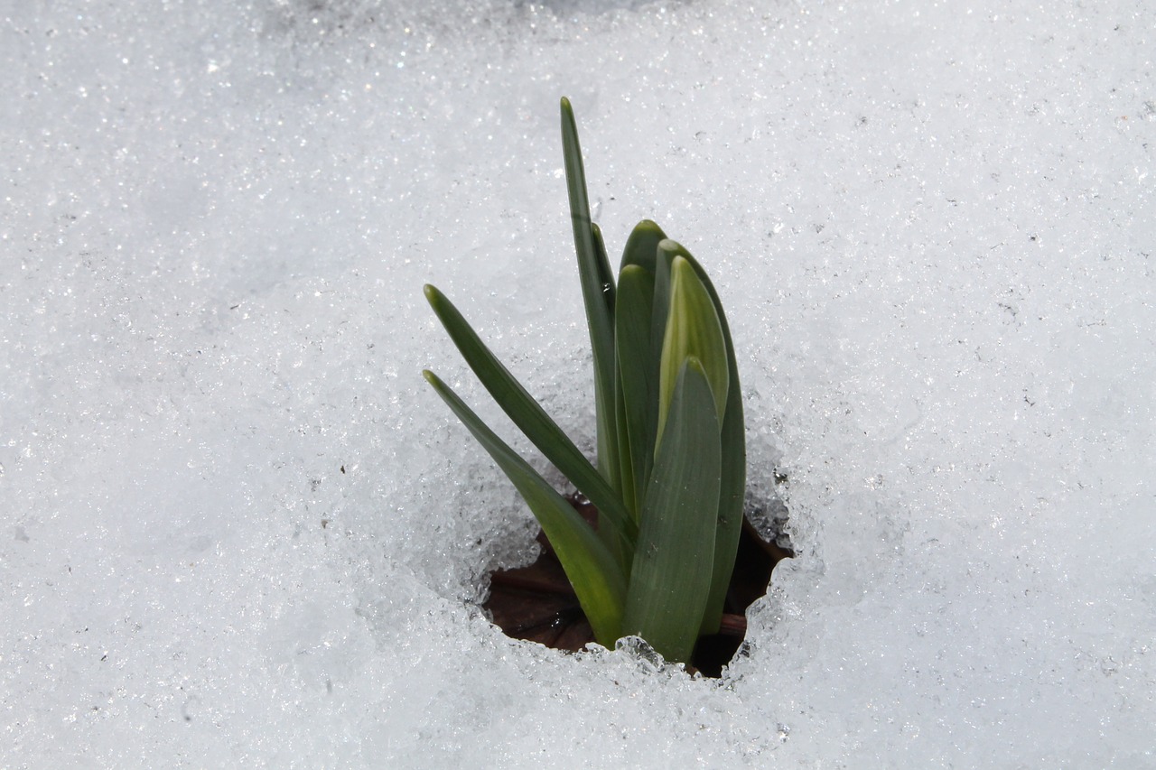 daffodil narcissus pseudonarcissus snow free photo