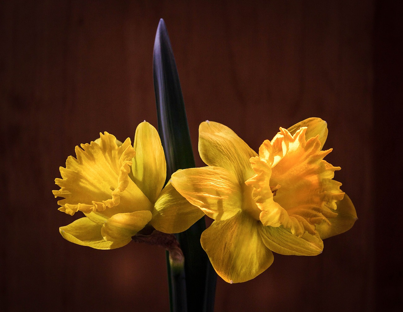 daffodil narcissus jonquil free photo