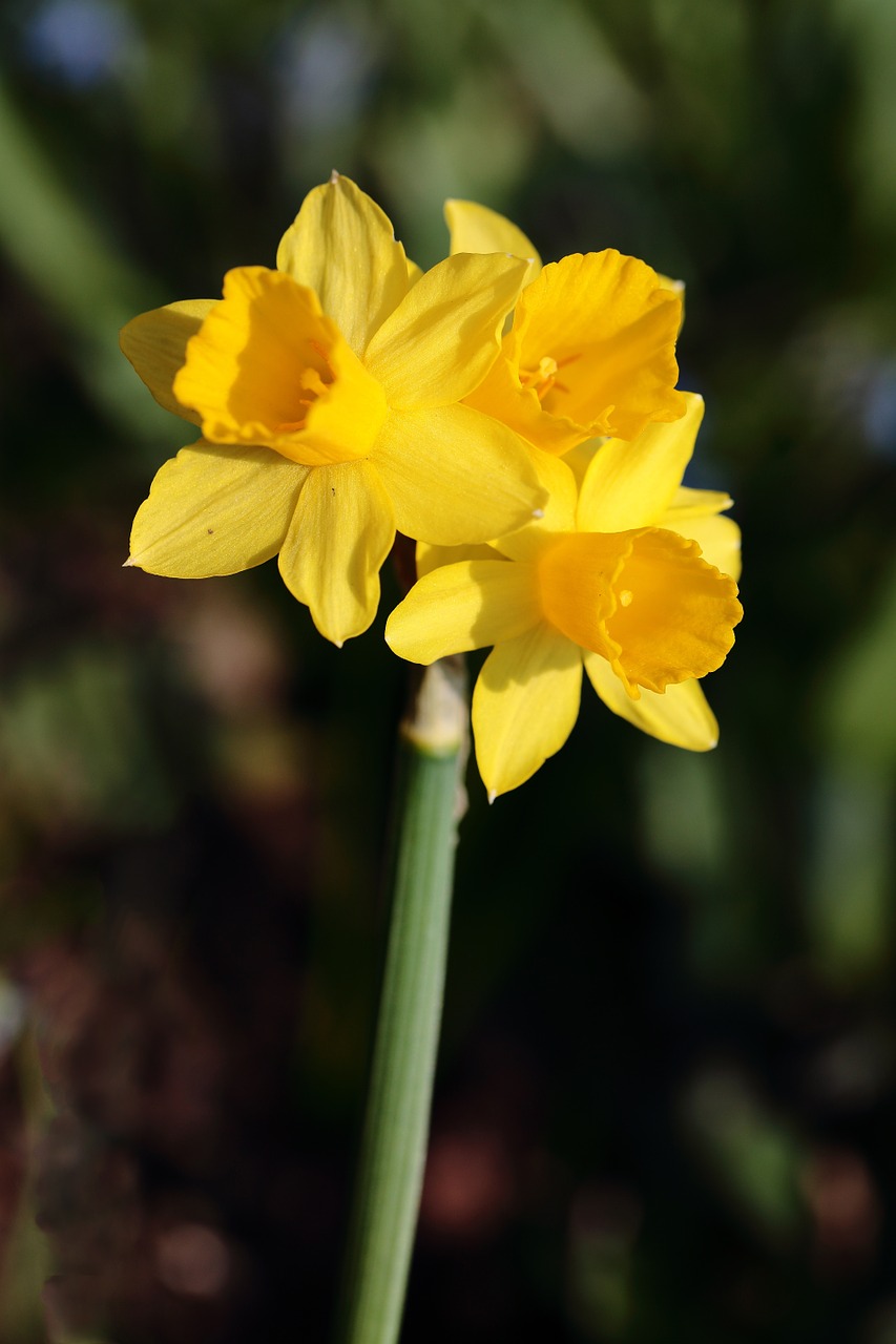 daffodil flower flowers free photo