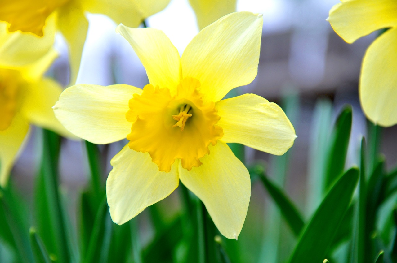 daffodil flower yellow flower free photo