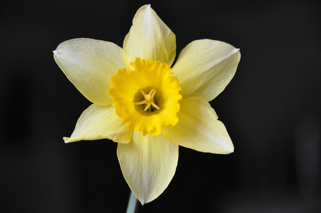 daffodil flower yellow flower free photo