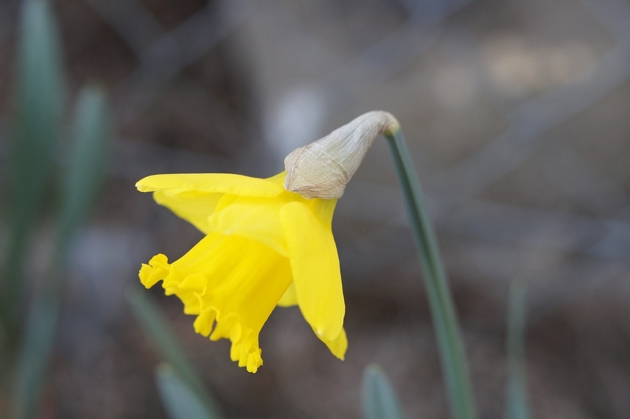 daffodil narcissus yellow free photo