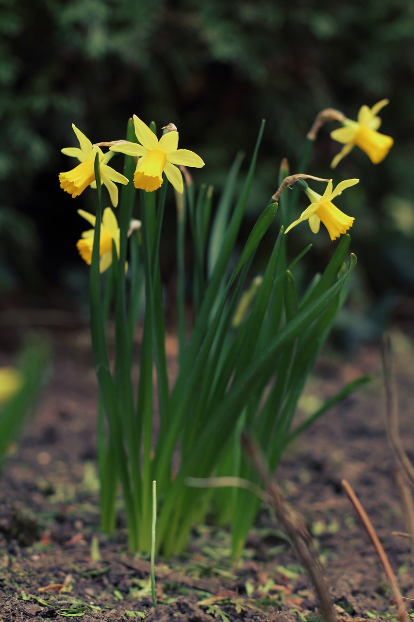 daffodil spring easter free photo