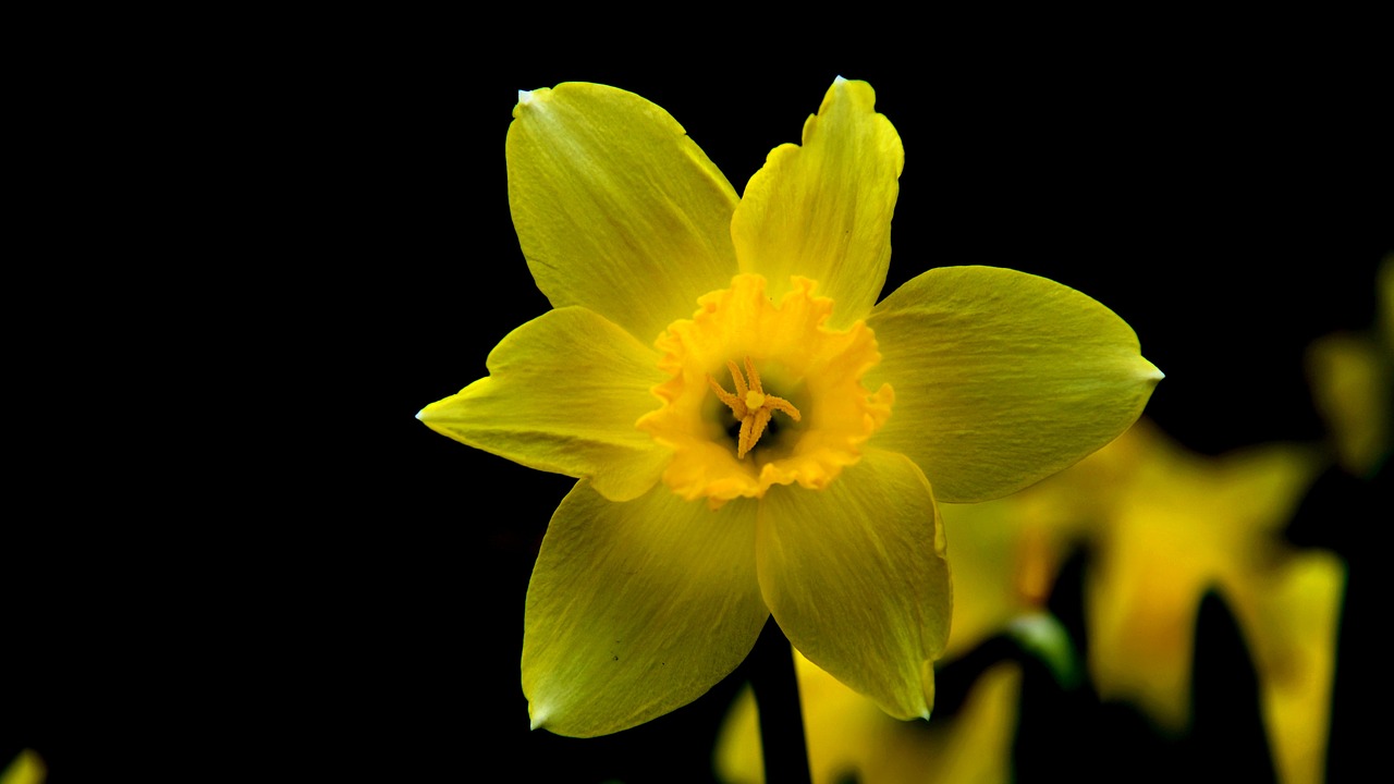 daffodil flower yellow flower free photo