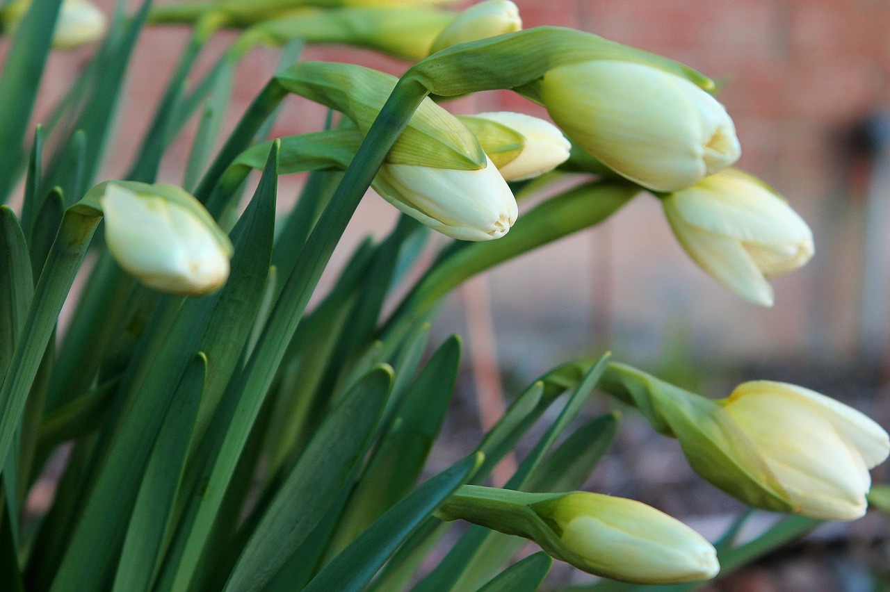 daffodil bloom fresh free photo