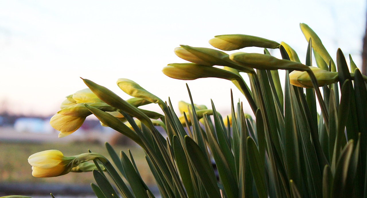 daffodil reach green free photo