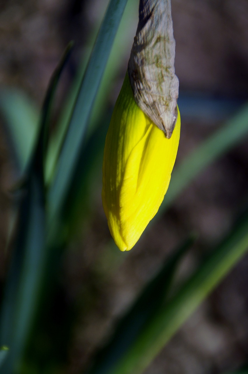 daffodil bud spring free photo