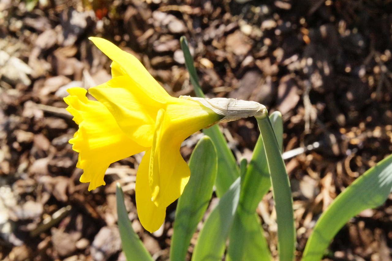 daffodil yellow flower free photo