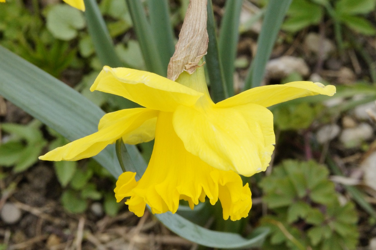 daffodil yellow flower free photo