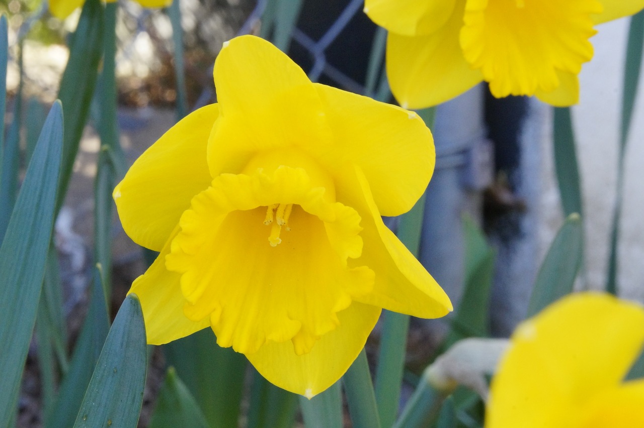 daffodil flower blossom free photo