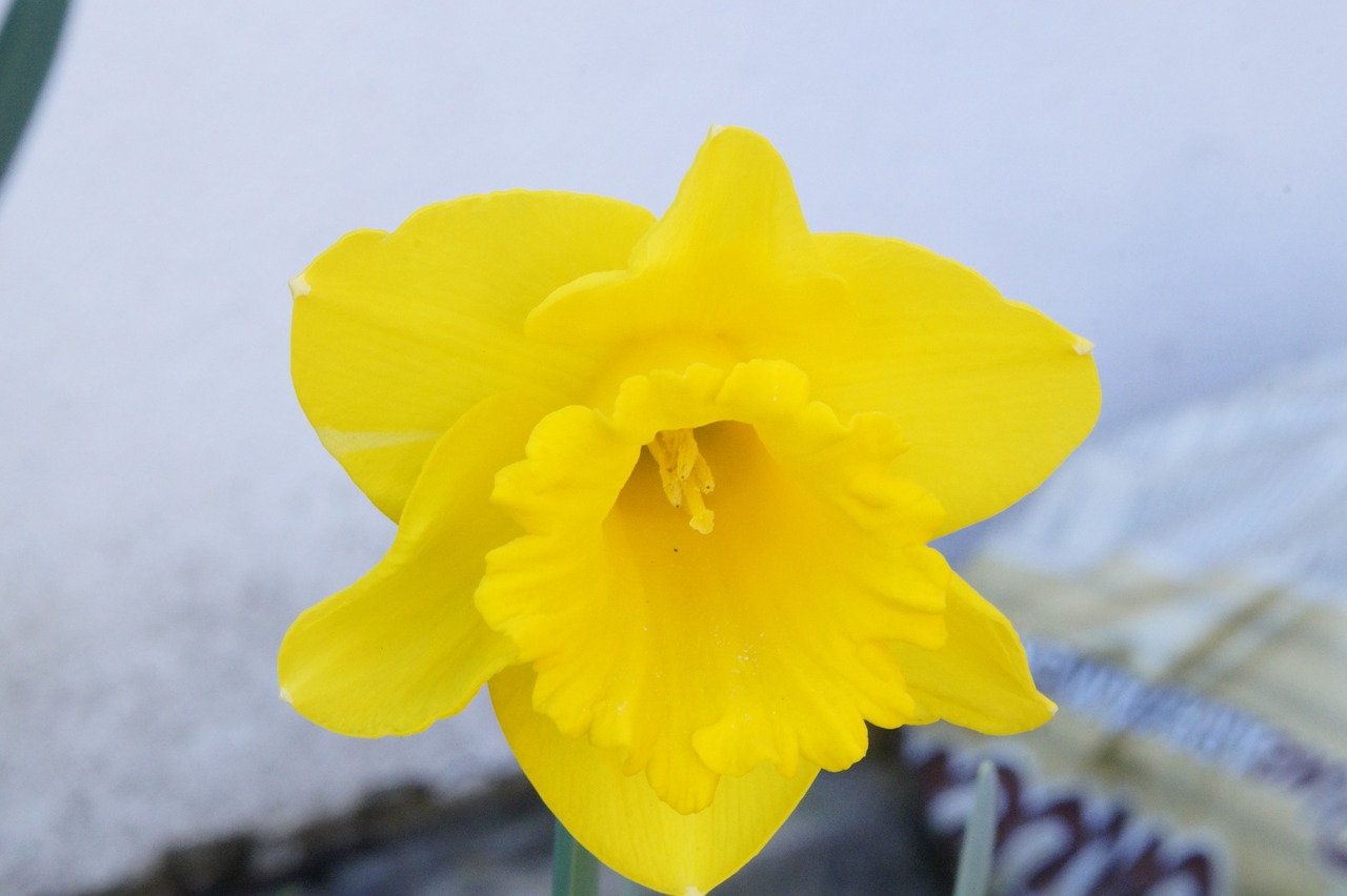 daffodil flower blossom free photo