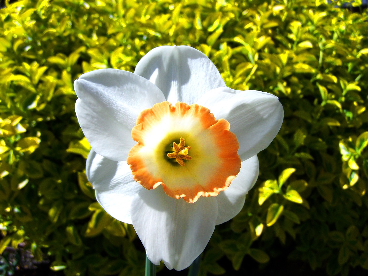 daffodil spring flower white free photo