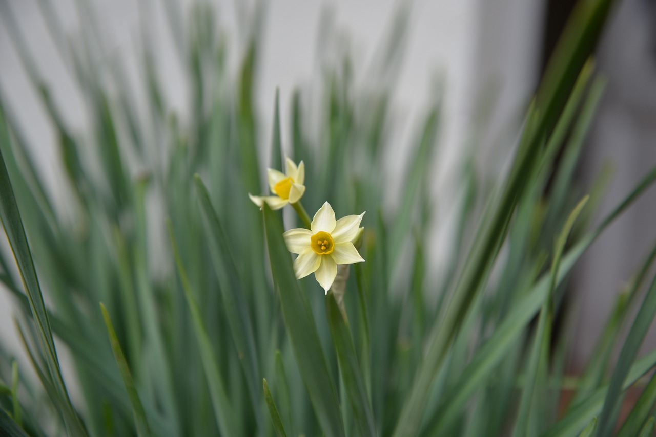 daffodil flower green free photo