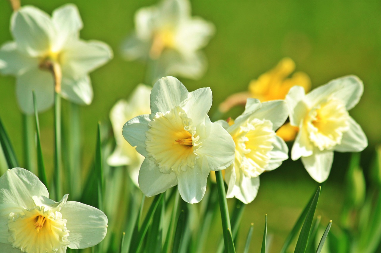 daffodil daffodils spring free photo