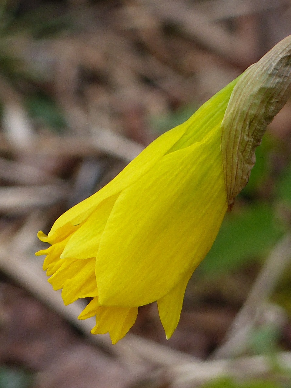 daffodil garden yellow free photo