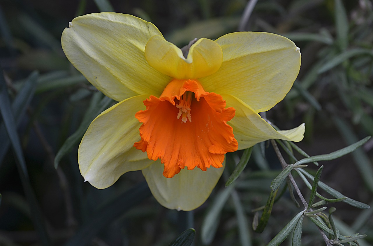 daffodil flower yellow free photo