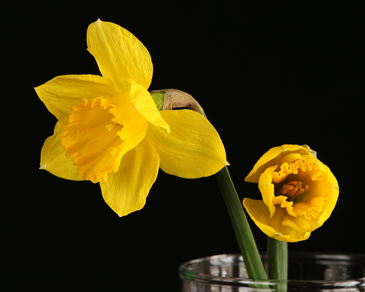 daffodil narcissus jonquil free photo