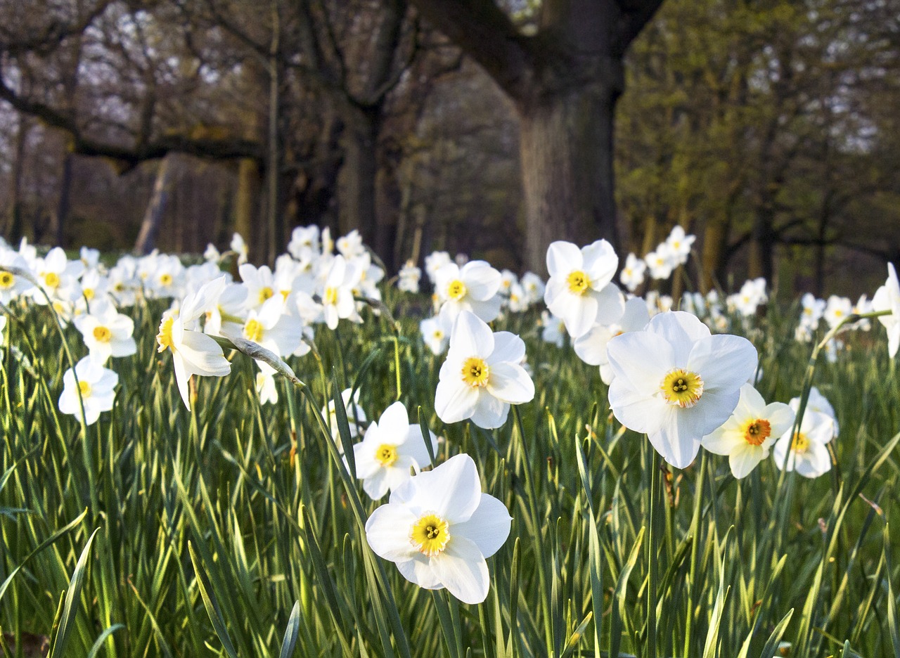 daffodil flower bed free photo