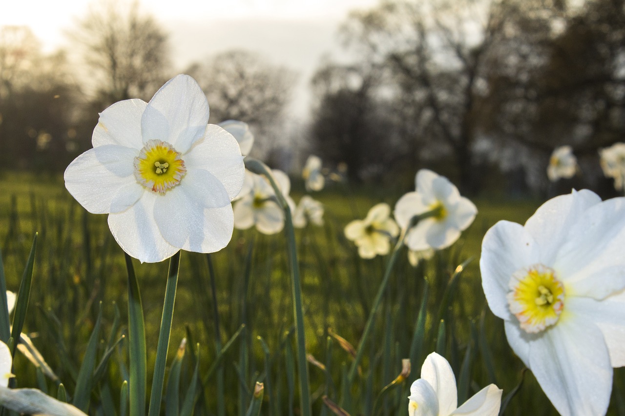 daffodil flower spring free photo