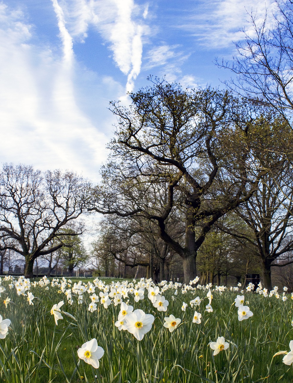 daffodil flower bed free photo