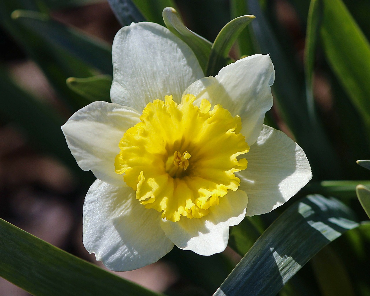daffodil narcissus yellow free photo