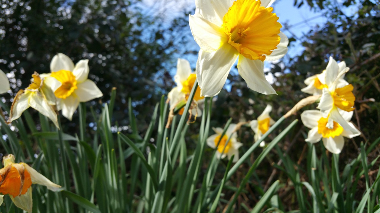 daffodil spring season free photo