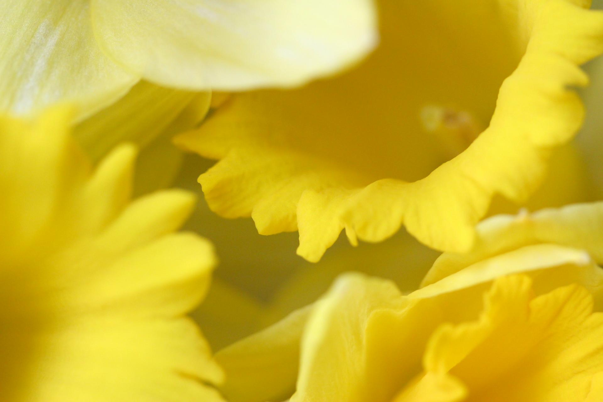 flower yellow daffodil free photo