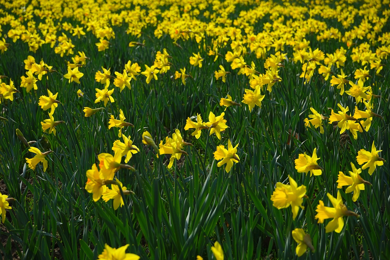 daffodil field flowers sea of flowers free photo