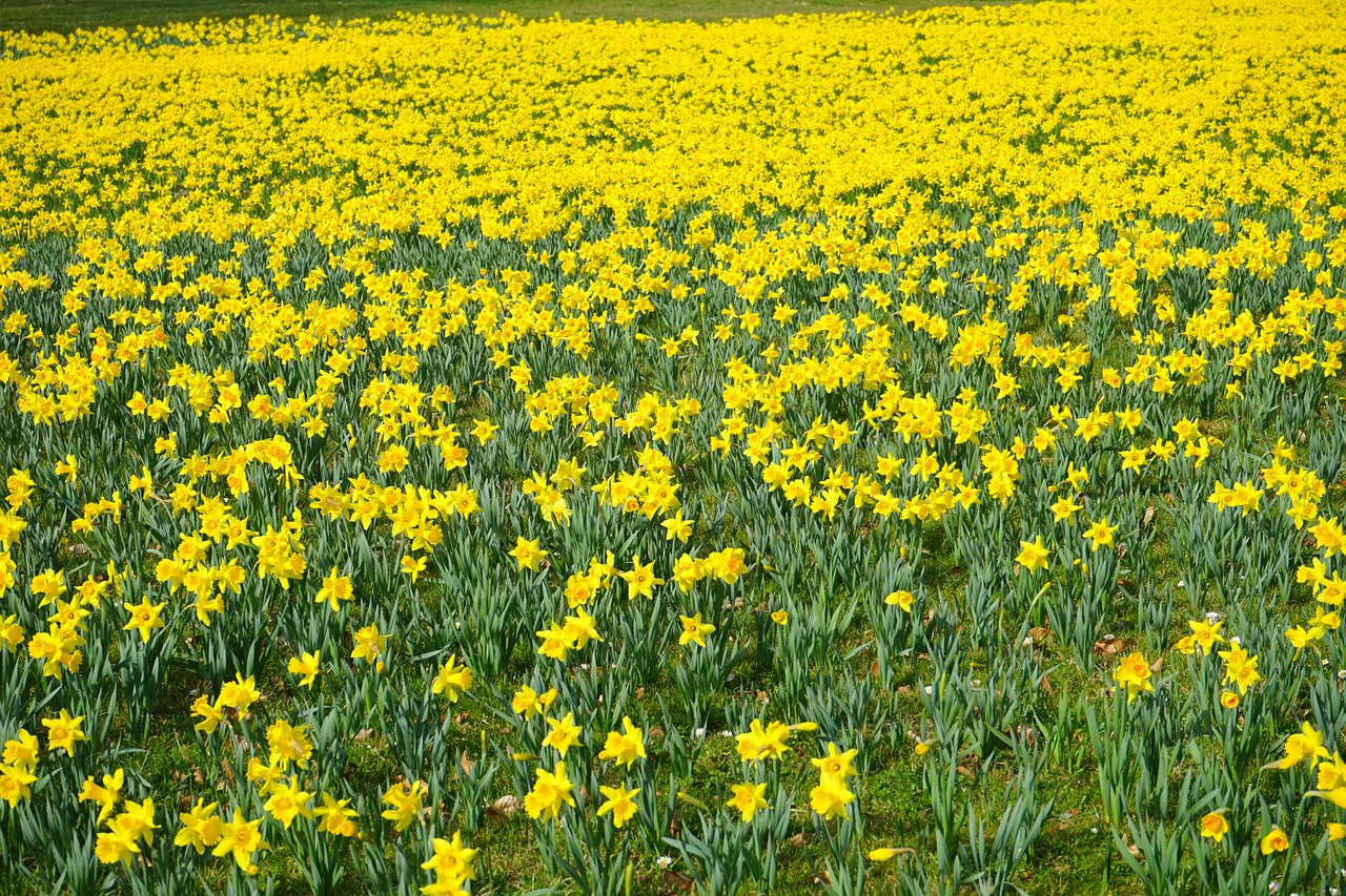 daffodil field flowers sea of flowers free photo