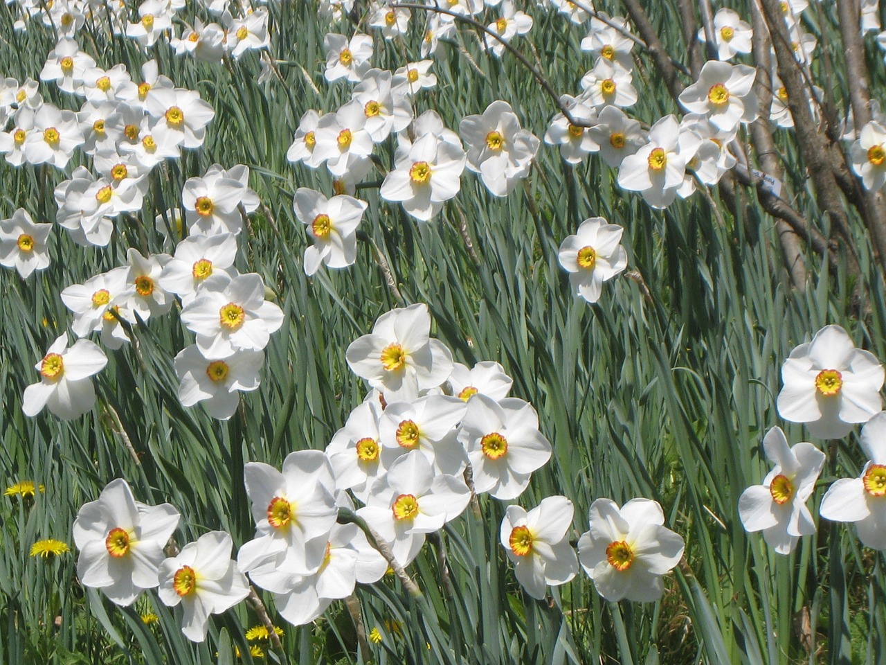 daffodil field daffodils flowers free photo