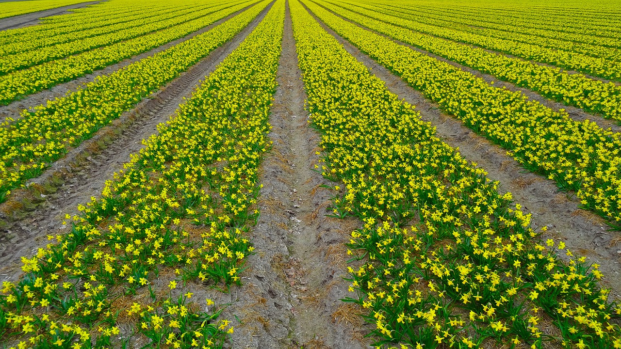 daffodil field daffodil narcissus free photo