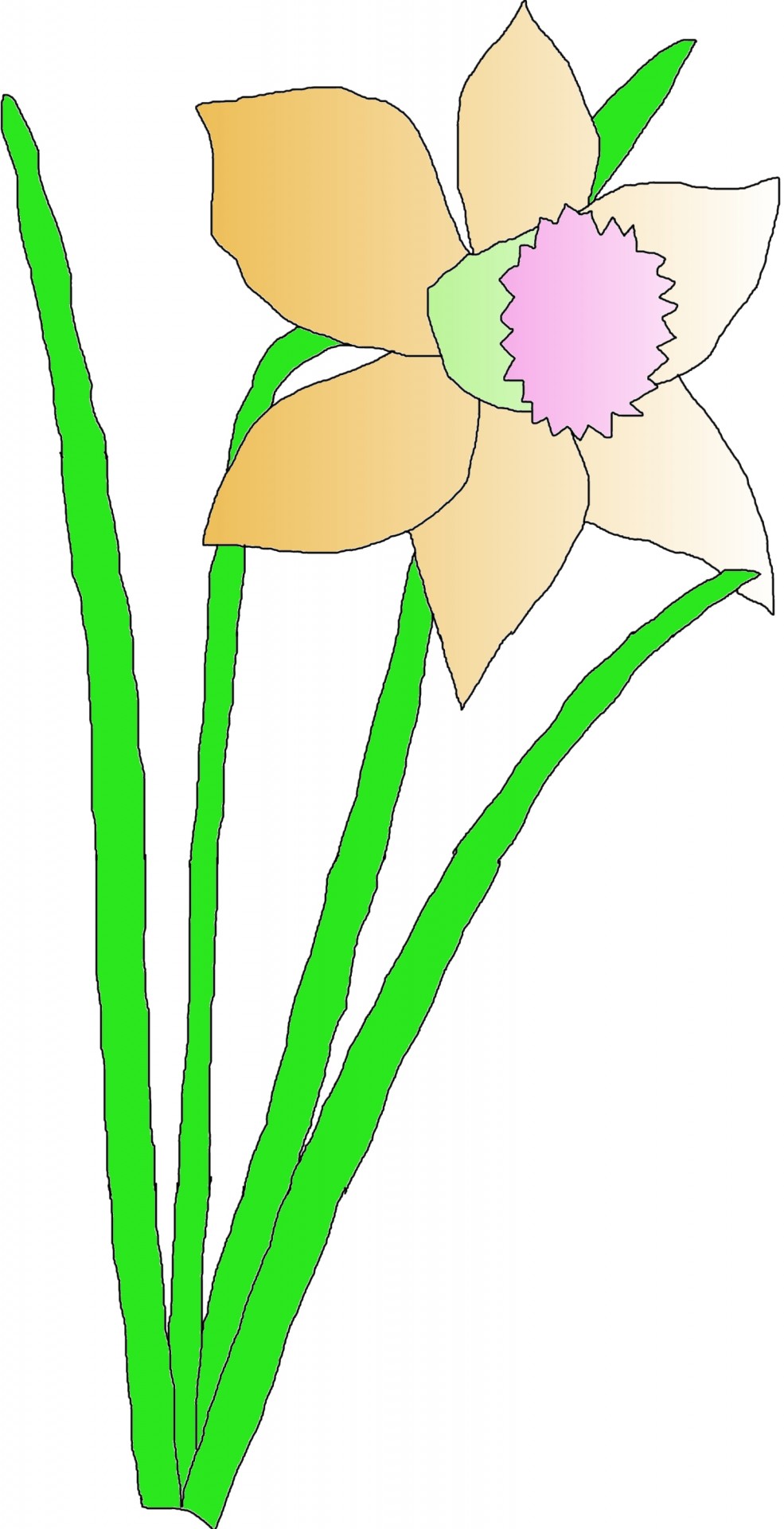 artweaver drawing daffodil free photo