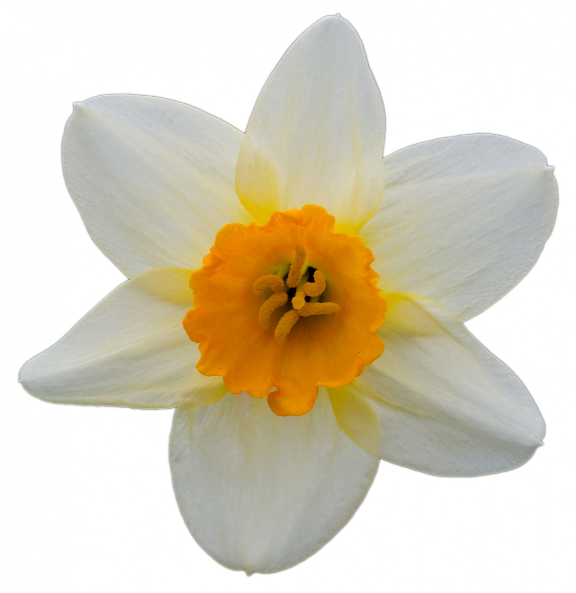 Daffodil,flower,head,isolated,white - free image from needpix.com