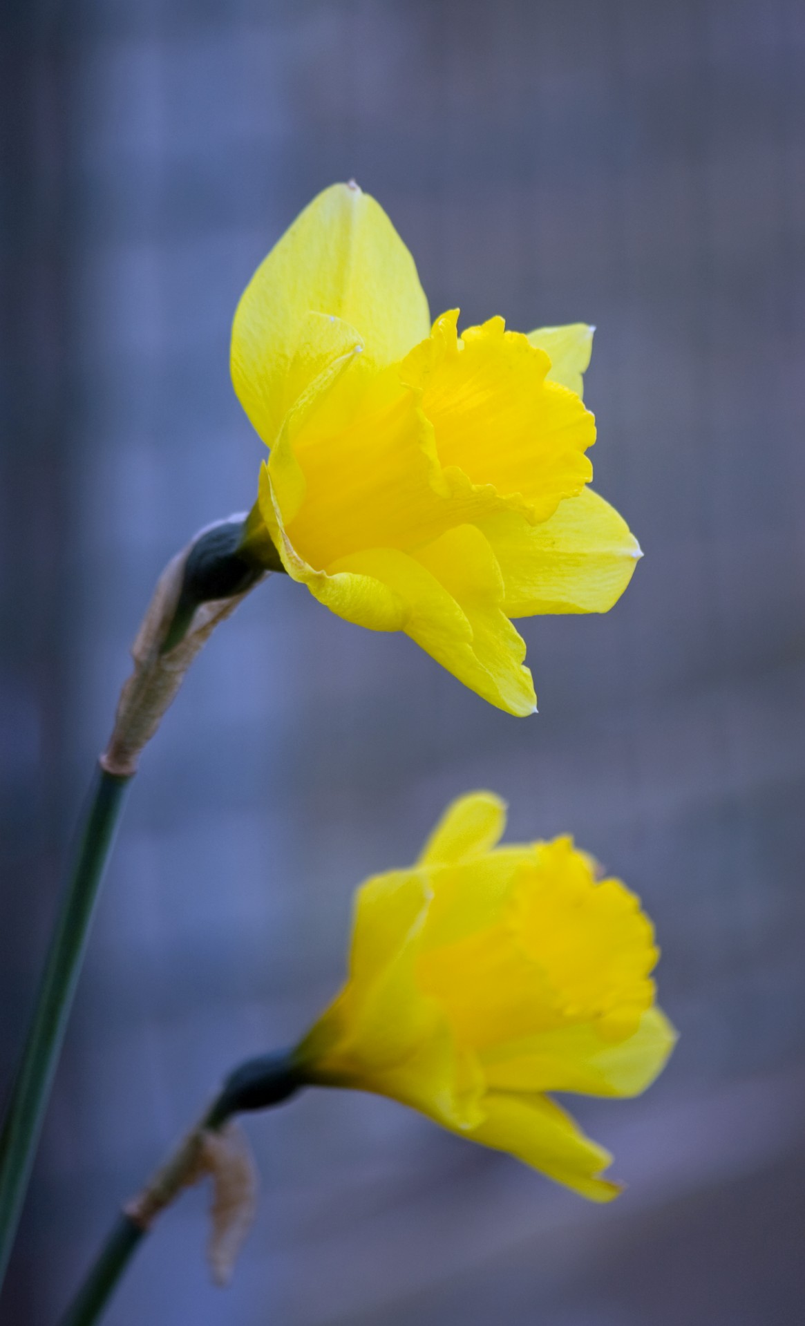 daffodil daffodils yellow free photo