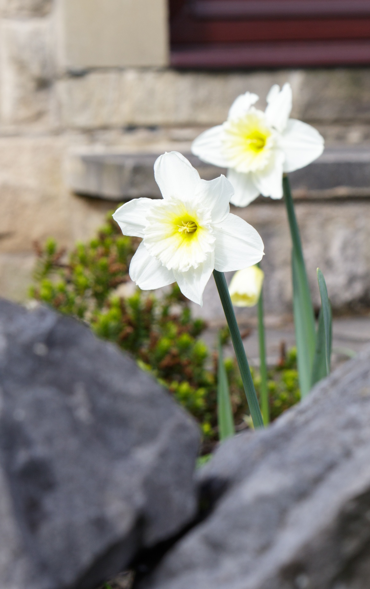 daffodil daffodils white free photo